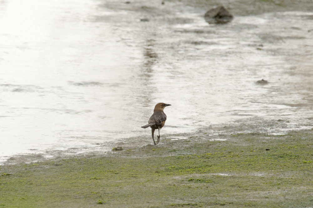 Boat-tailed Grackle